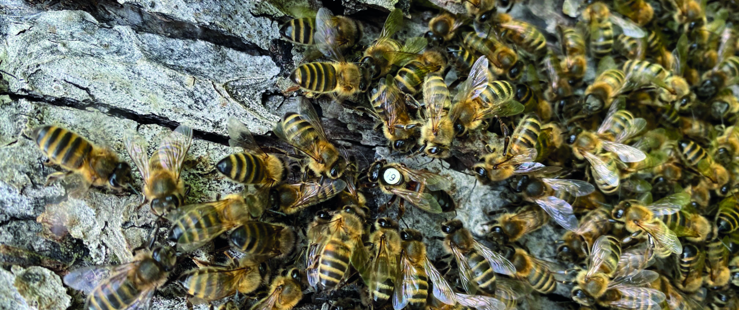 3 Vortrag Bienen - c
